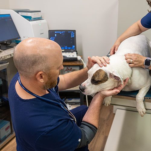 Dog-Exam-Action-Shot